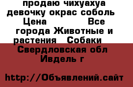 продаю чихуахуа девочку,окрас соболь › Цена ­ 25 000 - Все города Животные и растения » Собаки   . Свердловская обл.,Ивдель г.
